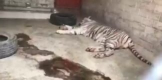 Encuentran otro tigre en Tizayuca