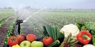 Impulso a la gastronomía mexicana sostenible