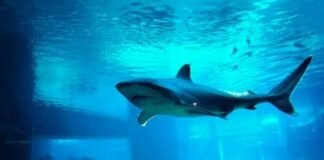Tiburones urbanos tienen cada vez más relación con la ciudad, según investigadores