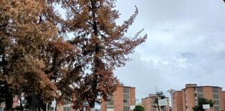 Detectan plaga de gusano descortezador en Nuevo Tulancingo