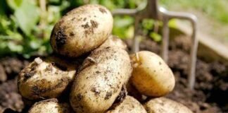 Productores mexicanos buscan exportar papa a EU