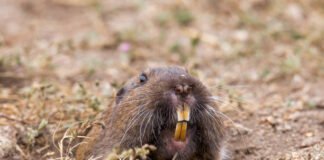 Pide Biofutura protección biológica y cultural de tuzas en Pachuca