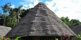 Ayahuasca: ¿Qué es, en qué países es legal y por qué fue decomisada en el AICM?