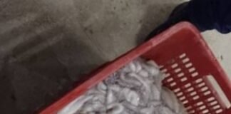 Aseguró la Marina en Yucatán por lo menos 67 kilos de pulpo en veda