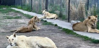 Verifica PROFEPA instituciones zoológicas para alojar y rehabilitar a felinos rescatados