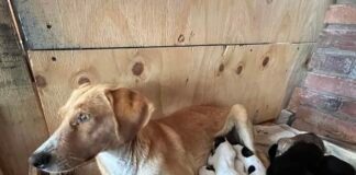 ¡Participa en el Croquetón!