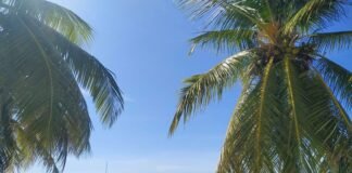 Playas de Isla Mujeres libres del Sargazo, esperan una ocupación alta en este verano