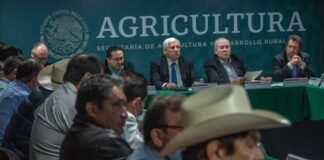 Prevé Agricultura una producción de maíz de 28.9 millones de toneladas en 2022