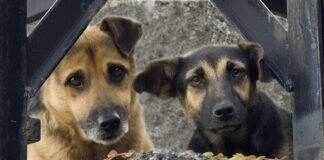 Campaña de esterilización de perros y gatos todo el mes de julio en Tulancingo