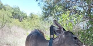 Nacen tres crías de venado cola blanca en Actopan