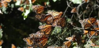 Refrenda México compromiso con la conservación de la mariposa Monarca: Sermanat