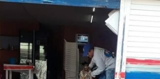 Tigre de Bengala que paseaba por las calles en Mixquiahuala tiene dueño