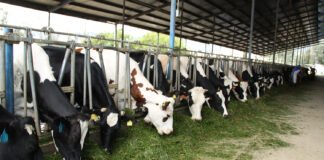 Prounilac lácteos de calidad Kosher que produce la UAEH