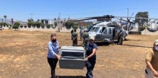 Trasladan 4 cóndores del Zoológico de Chapultepec al Parque Nacional de BC