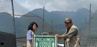 Arriban primeros felinos rescatados en santuario del Ajusco al zoológico de Chapultepec