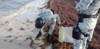 Hallan en Tulum paquetes de cocaína ocultos entre el sargazo