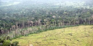 La deforestación en Colombia sigue en aumento