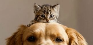 Criadores internacionales se unen en defensa del bienestar y contra abandono de gatos y perros