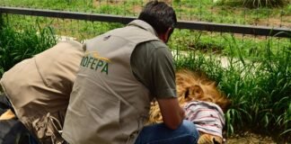 Urgente autorizar el traslado de felinos abandonados en predio del Ajusco: AZCARM