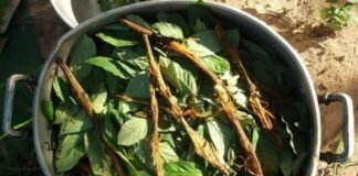 Ayahuasca: ¿Cuáles son sus propiedades y por qué la decomisó SEDENA?