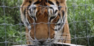 Sigue Profepa protocolos de traslado de los felinos abandonados en el Ajusco