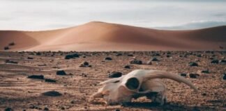 Las olas de calor continuarán hasta 2060 a causa del cambio climático