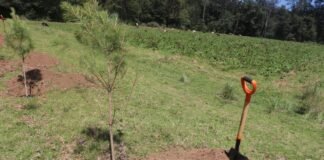 Emprenden acciones para reforestar bosques de Huasca
