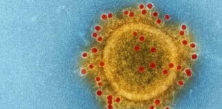 Centaurus: nueva variante de Covid-19