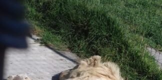 Denuncian ante Fiscalía maltrato de 190 felinos en Santuario