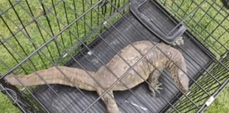 Capturan reptil africano que nadaba entre las trajineras de Xochimilco