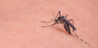 Mosquitos: ¿Por qué pican más a unas personas que a otras?