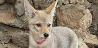 Tiene Zoo de Tulancingo dos nuevas crías de coyote