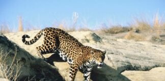 Jaguar cruza sin restricciones la frontera de EEUU con México