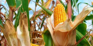 Por sequía, la entidad pierde cosecha de maíz