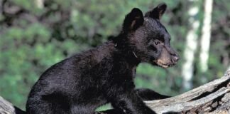 Fiscalía de Coahuila investiga tortura y muerte de oso negro