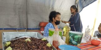 Con buena respuesta el Festival del Maguey y el Mariachi en Tepejí
