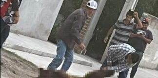 Pobladores de Sonora matan a balazos a oso