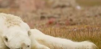 La vida critica del oso polar, su hábitat y alimento desaparecen