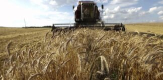 ¿Cómo está el campo mexicano?