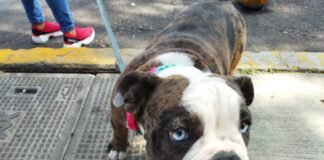 Realizan “caninata” para concientizar a poseedores de perritos