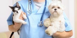 Inicia campaña de esterilización de perros y gatos en Tulancingo