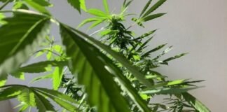 ¿Cuál es la droga de mayor consumo en México?