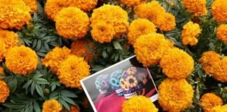 Tula realiza su primer festival de la flor de cempasúchil