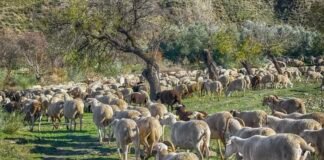 La producción de alimentos genera gases de efecto invernadero