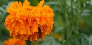 En México se han registrado 27 variedades de cempasúchil