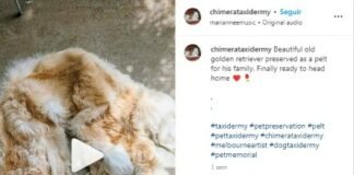 Familia convierte a su perro en «tapete» y los tunden en redes: «no podría soportarlo»