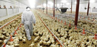 Dictan cuarentena estricta a granjas de Jalisco, Nuevo León y Sonora por virus de influenza aviar