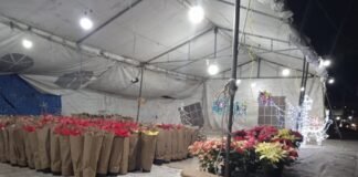 Desde Zitácuaro, Michoacán, nochebuenas para Hidalgo