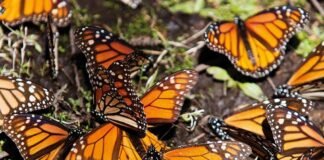 El espectáculo natural de la mariposa Monarca llega a Michoacán y Edomex
