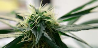 Cáncer y cannabis: Algunos avances de la ciencia en este terreno